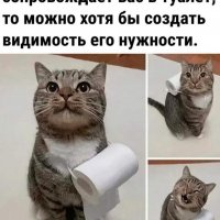 Котик нужен?