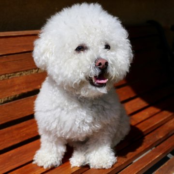 2021Animals Dogs Fluffy white poodle puppy sitting on a benc