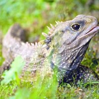 tuatara3