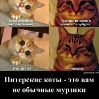 Питерские коты )