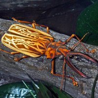 Cerambycidae - Macrodontia cervicornis