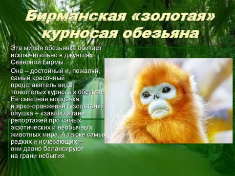 Бирманская "золотая" курносая обезьяна