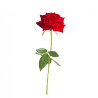 Depositphotos 85219098-stock-photo-long-stem-red-rose