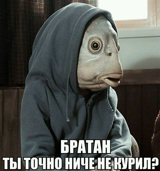 Братан,ты точно ничё не курил?