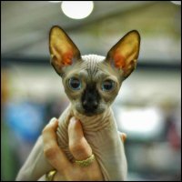 sphynx cats 12