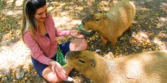 Capybara and woman
