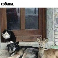 Ма, я котика принёс