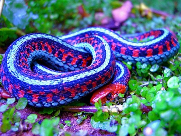 a88be09ecca87b4c6531e45d5--colorful-snakes-lizards