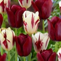 92b8f46906e8bc71e04fe5d5f2e8002a--tulip-bulbs-embedded-image-