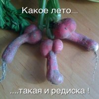 Какое лето,такая и редиска!