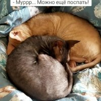 Можно еще поспать!