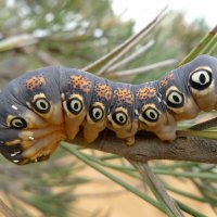 px-Caterpillar of a Dryandra Moth