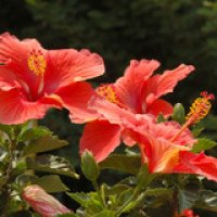 Unidentified Hibiscus Flower 3008px