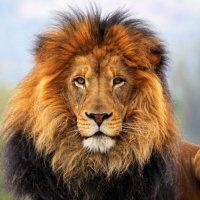 Lion-avatars.alphacoders.com