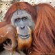 26860153 orangutang(1)