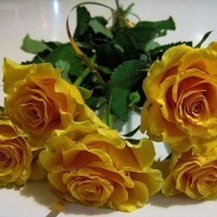 yellow rose 27