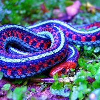 a88be09ecca87b4c6531e45d5--colorful-snakes-lizards