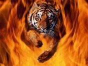 tiger fire 2