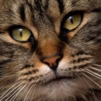 Cats-Face-avatars.alphacoders.com