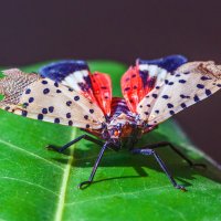 Insect-wings-green-leaf 1920x1440