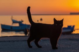 Чёрный кот на закате