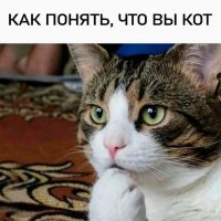 КотЭ)