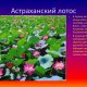 Астраханский лотос