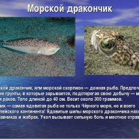 Морской дракончик