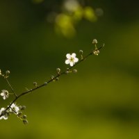 Nature Seasons Spring Spring flowers on a branch 09