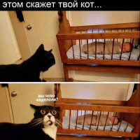 КотЭ)