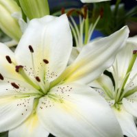 www.GetBg.net Nature Flowers Large white lilie