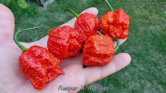 reaper-x-moruga-2 2048x