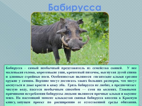 Бабирусса