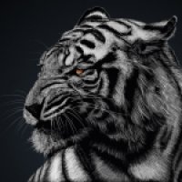 Eye-Of-The-Tiger-avatars.alphacoders.com