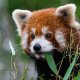 Red-panda-mammal-animals-in-the-wild