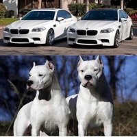 BMW-Pit Bull