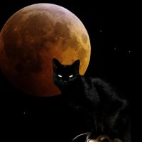 Witchy-Moon-Cat-avatars.alphacoders.com