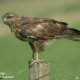 buteo