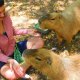 Capybara and woman