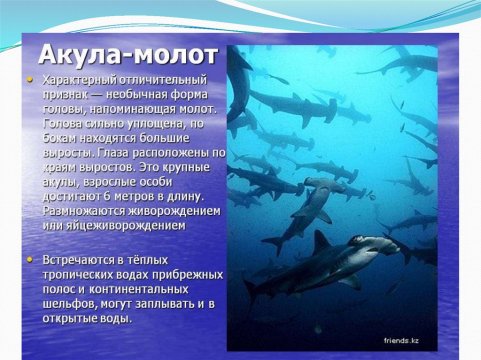 Акула - молот