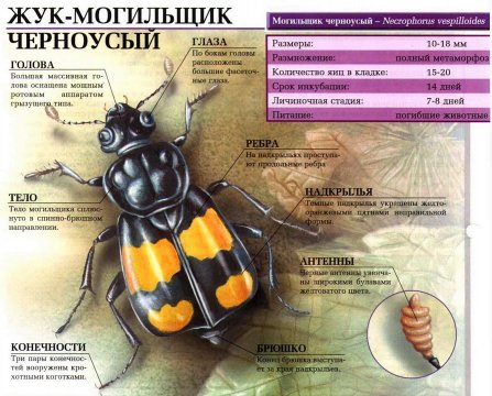 Zhuk-mogilshchik-stroenie-1