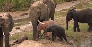 Слоны, в отличие от других животных, принимают своих сородич