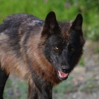 alaska black wolf near denali