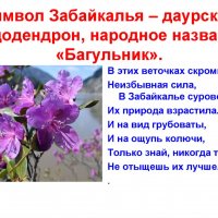 Даурский рододендрон