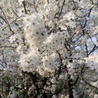 Cherry Plum Blossoms 2024 1