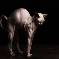 sphynx cats 20