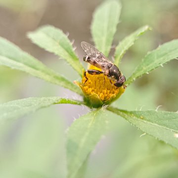 Писклявая булавоножка (лат Syritta pipiens) вид мух-журчалок