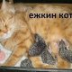 ежкин кот)))))