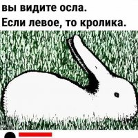 Утка