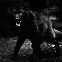 Black Wolf